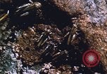 Image of grasshopper lifecycle and best conditions United States USA, 1951, second 62 stock footage video 65675081013
