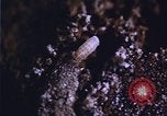 Image of grasshopper outbreaks United States USA, 1951, second 3 stock footage video 65675081014