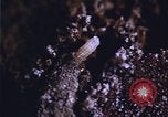 Image of grasshopper outbreaks United States USA, 1951, second 4 stock footage video 65675081014
