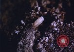 Image of grasshopper outbreaks United States USA, 1951, second 5 stock footage video 65675081014