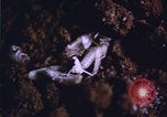 Image of grasshopper outbreaks United States USA, 1951, second 7 stock footage video 65675081014