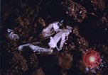 Image of grasshopper outbreaks United States USA, 1951, second 8 stock footage video 65675081014