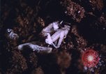 Image of grasshopper outbreaks United States USA, 1951, second 9 stock footage video 65675081014