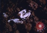Image of grasshopper outbreaks United States USA, 1951, second 10 stock footage video 65675081014