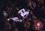 Image of grasshopper outbreaks United States USA, 1951, second 11 stock footage video 65675081014