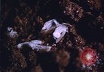 Image of grasshopper outbreaks United States USA, 1951, second 12 stock footage video 65675081014