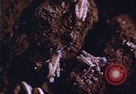 Image of grasshopper outbreaks United States USA, 1951, second 14 stock footage video 65675081014