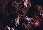 Image of grasshopper outbreaks United States USA, 1951, second 15 stock footage video 65675081014