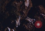 Image of grasshopper outbreaks United States USA, 1951, second 16 stock footage video 65675081014