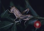 Image of grasshopper outbreaks United States USA, 1951, second 17 stock footage video 65675081014