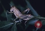Image of grasshopper outbreaks United States USA, 1951, second 18 stock footage video 65675081014