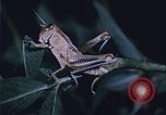 Image of grasshopper outbreaks United States USA, 1951, second 19 stock footage video 65675081014