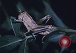 Image of grasshopper outbreaks United States USA, 1951, second 20 stock footage video 65675081014