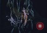 Image of grasshopper outbreaks United States USA, 1951, second 22 stock footage video 65675081014