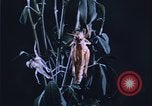 Image of grasshopper outbreaks United States USA, 1951, second 23 stock footage video 65675081014