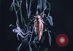 Image of grasshopper outbreaks United States USA, 1951, second 24 stock footage video 65675081014