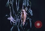 Image of grasshopper outbreaks United States USA, 1951, second 25 stock footage video 65675081014