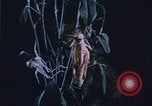 Image of grasshopper outbreaks United States USA, 1951, second 26 stock footage video 65675081014