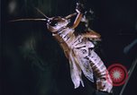 Image of grasshopper outbreaks United States USA, 1951, second 27 stock footage video 65675081014