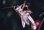 Image of grasshopper outbreaks United States USA, 1951, second 28 stock footage video 65675081014