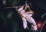 Image of grasshopper outbreaks United States USA, 1951, second 29 stock footage video 65675081014