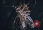 Image of grasshopper outbreaks United States USA, 1951, second 30 stock footage video 65675081014