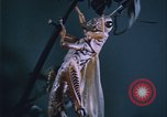 Image of grasshopper outbreaks United States USA, 1951, second 31 stock footage video 65675081014