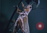 Image of grasshopper outbreaks United States USA, 1951, second 32 stock footage video 65675081014