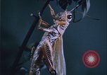 Image of grasshopper outbreaks United States USA, 1951, second 33 stock footage video 65675081014