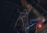 Image of grasshopper outbreaks United States USA, 1951, second 34 stock footage video 65675081014