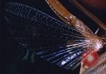 Image of grasshopper outbreaks United States USA, 1951, second 35 stock footage video 65675081014
