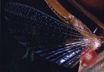 Image of grasshopper outbreaks United States USA, 1951, second 36 stock footage video 65675081014