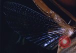 Image of grasshopper outbreaks United States USA, 1951, second 38 stock footage video 65675081014