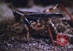 Image of grasshopper outbreaks United States USA, 1951, second 39 stock footage video 65675081014