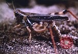 Image of grasshopper outbreaks United States USA, 1951, second 40 stock footage video 65675081014