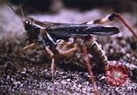 Image of grasshopper outbreaks United States USA, 1951, second 41 stock footage video 65675081014