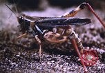 Image of grasshopper outbreaks United States USA, 1951, second 42 stock footage video 65675081014