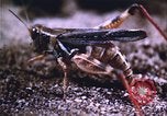 Image of grasshopper outbreaks United States USA, 1951, second 43 stock footage video 65675081014