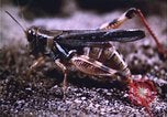 Image of grasshopper outbreaks United States USA, 1951, second 44 stock footage video 65675081014