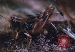 Image of grasshopper outbreaks United States USA, 1951, second 45 stock footage video 65675081014