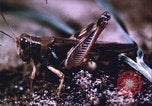 Image of grasshopper outbreaks United States USA, 1951, second 46 stock footage video 65675081014