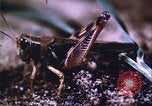 Image of grasshopper outbreaks United States USA, 1951, second 47 stock footage video 65675081014