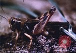 Image of grasshopper outbreaks United States USA, 1951, second 48 stock footage video 65675081014