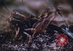 Image of grasshopper outbreaks United States USA, 1951, second 49 stock footage video 65675081014