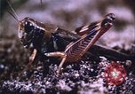 Image of grasshopper outbreaks United States USA, 1951, second 50 stock footage video 65675081014