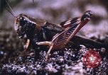 Image of grasshopper outbreaks United States USA, 1951, second 52 stock footage video 65675081014