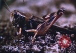 Image of grasshopper outbreaks United States USA, 1951, second 53 stock footage video 65675081014