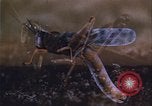 Image of grasshopper outbreaks United States USA, 1951, second 54 stock footage video 65675081014
