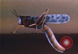 Image of grasshopper outbreaks United States USA, 1951, second 55 stock footage video 65675081014