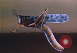 Image of grasshopper outbreaks United States USA, 1951, second 56 stock footage video 65675081014